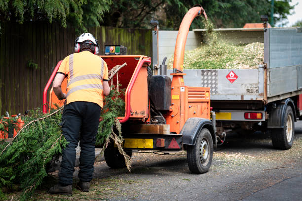 Best Tree Risk Assessment  in Los Ranchos, CA