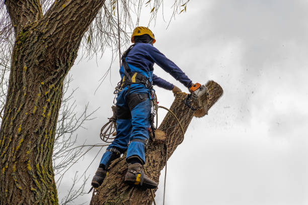 Lawn Pest Prevention in Los Ranchos, CA