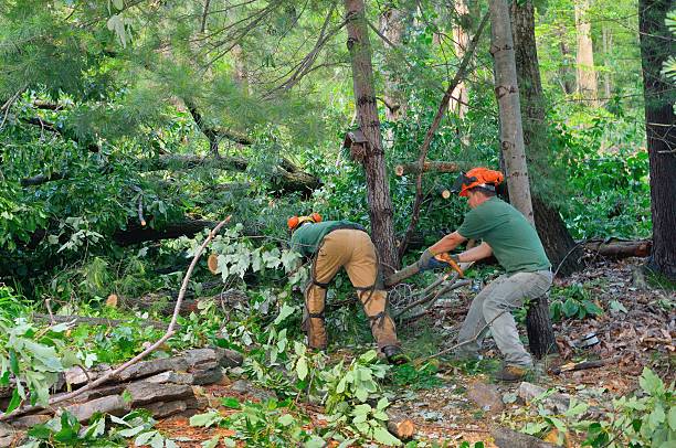 Best Firewood Processing and Delivery  in Los Ranchos, CA