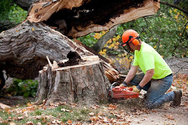 Best Stump Grinding and Removal  in Los Ranchos, CA