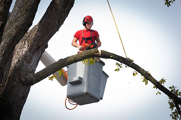 Trusted Los Ranchos, CA Tree Care Services Experts